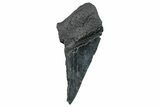 Partial Fossil Megalodon Tooth - South Carolina #275387-1